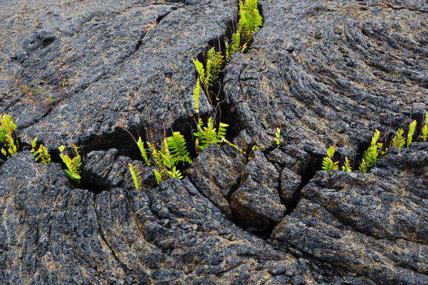 istock Resilient Ferns in Hawaii 1131916000