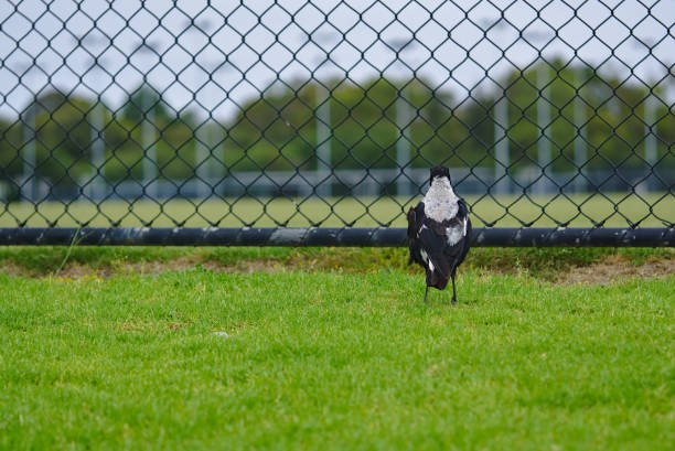 Magpie bird standing on green grass facing black fence