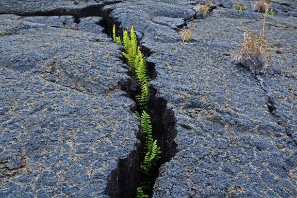 Resilience Resilient Ferns Growing Through Rock hawaii volcanoes national park photos stock pictures, royalty-free photos & images