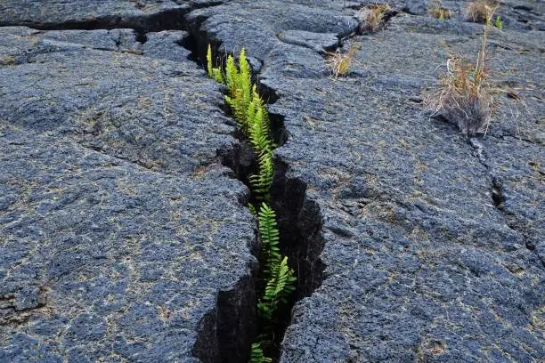 Resilient Ferns Growing Through Rock