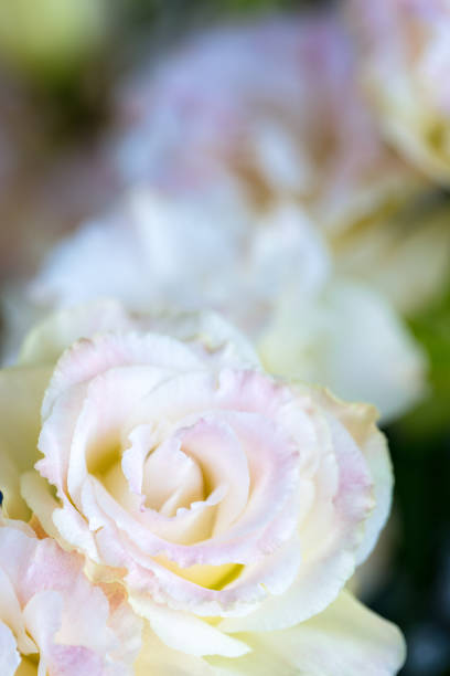 istock Beautiful and gentle pink Eustoma flowers, Lisianthus, tulip gentian, eustomas, vertical composition. Close up. 1131919089