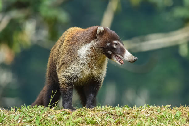 白い鼻のなぐまた、動物 - white nosed ストックフォトと画像