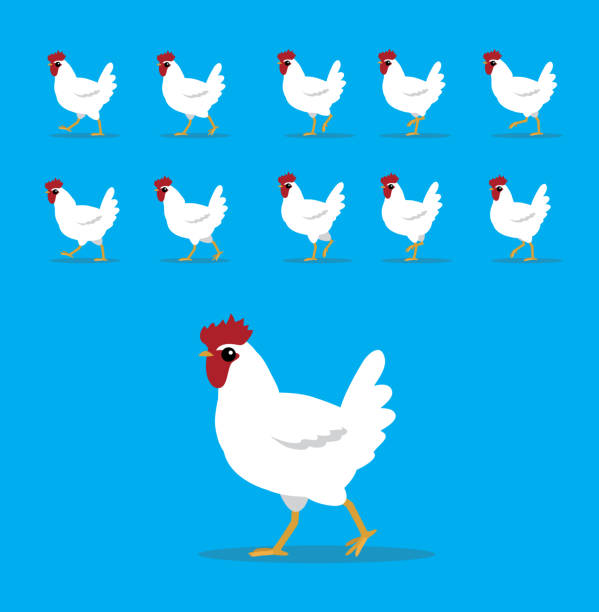 Animal Animation Sequence Poultry White Chicken Cartoon Vector Animal Cartoon EPS10 File Format walking animation stock illustrations