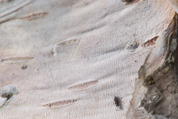 istock Macro closeup of white birch bark with insect - textured nature background 1131922477