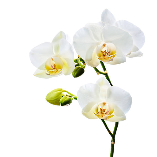 istock Orchids flowers on banch isolated on white background. 1131926570