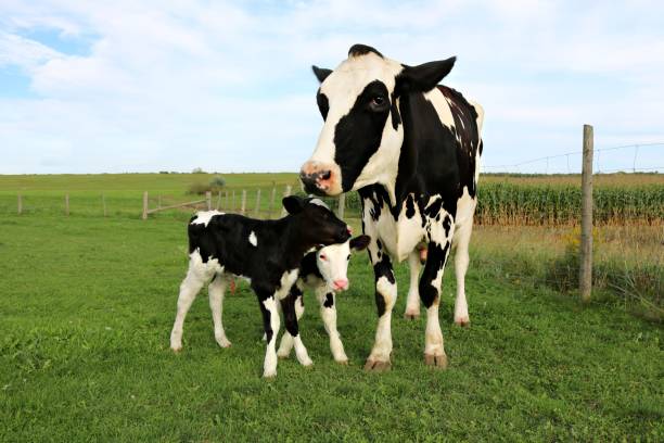 mucca holstein in piedi con i suoi vitelli gemelli appena nati sul campo in una soleggiata giornata estiva - domestic cattle calf mother field foto e immagini stock