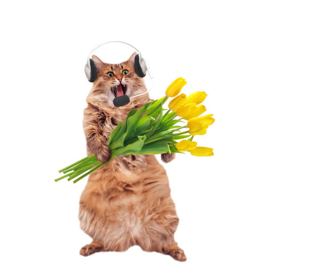 istock The big shaggy cat is very funny standing.number 3 1131932012