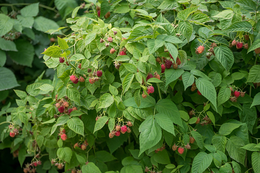 Raspberry plant in the garden