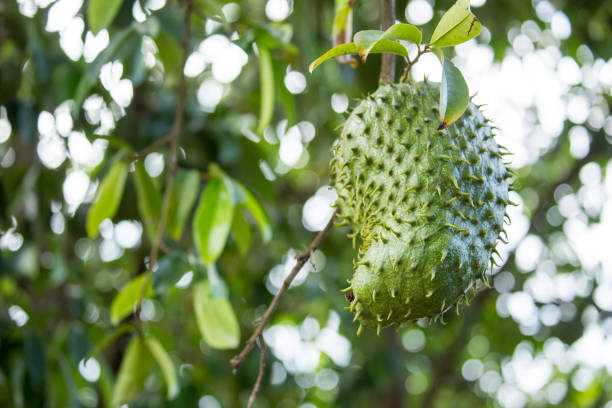 Ethiopia: Ari Village A Soursop (aka graviola) growing in an Ari village in the Omo Valley. annona muricata stock pictures, royalty-free photos & images