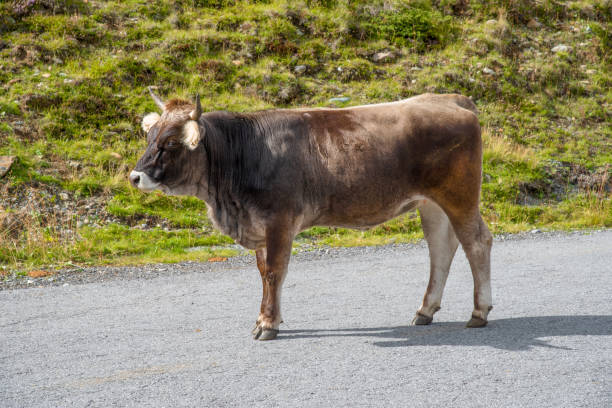 toro en el kaunertal - kaunertal fotografías e imágenes de stock