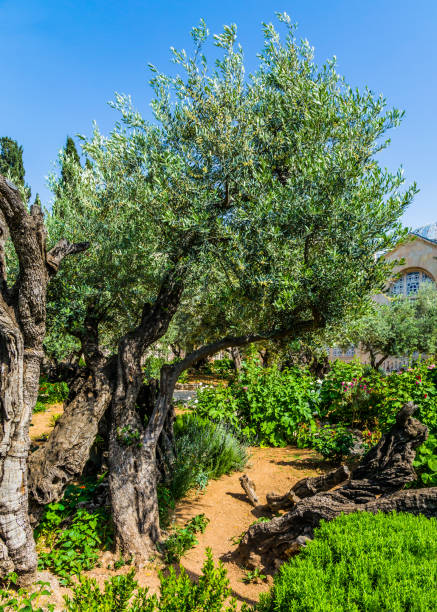istock In Gethsemane grow very ancient olives 1131941675