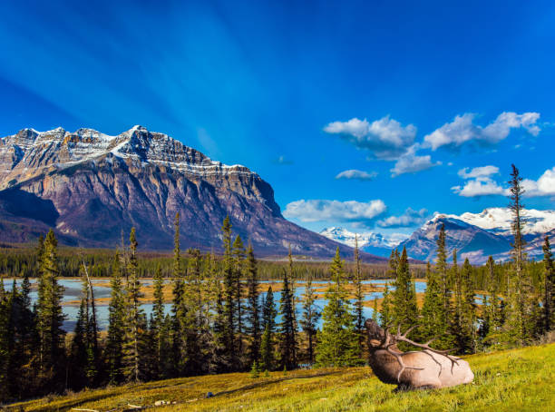 istock Noble Canadian deer 1131941709