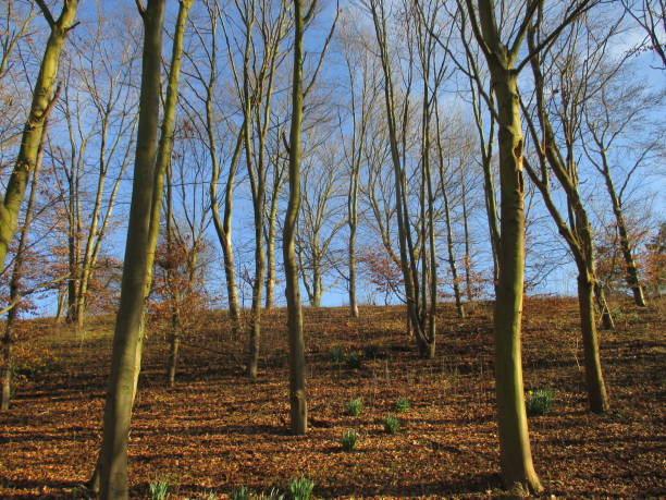 istock Wooded public park  Trees without foliage  Sunny winter day 1131941727