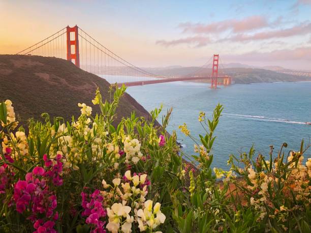 sonnenaufgang am goldenen tor - san francisco county bridge california fog stock-fotos und bilder