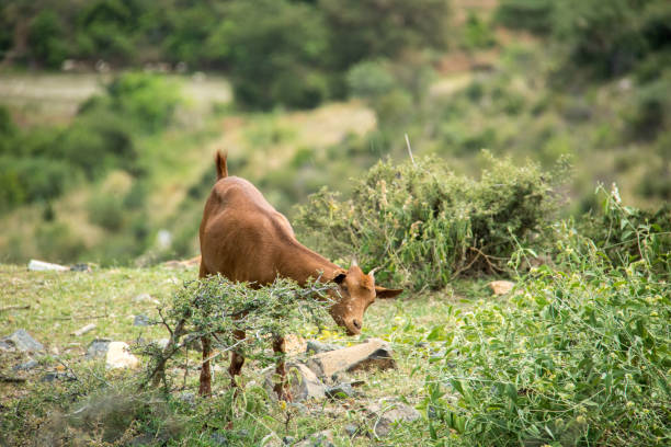 etiopia: konso highlands - ethiopian highlands zdjęcia i obrazy z banku zdjęć