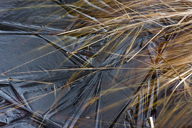 Purple Moor Grass under thin ice  molinia caerulea stock pictures, royalty-free photos & images