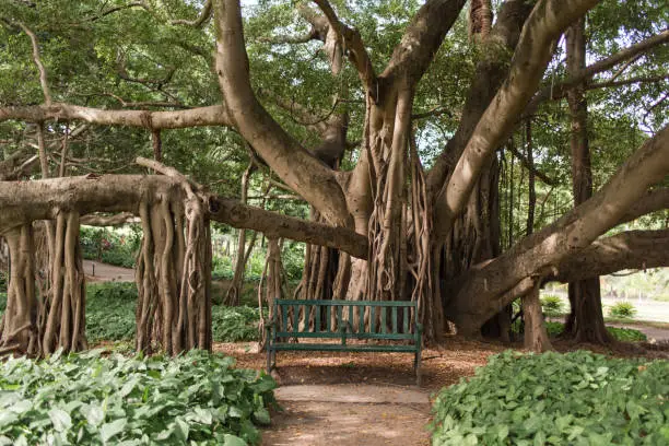 Photo of Brisbane City Botanic Gardens large fig tree with sprawling branches and tranquil bench chair
