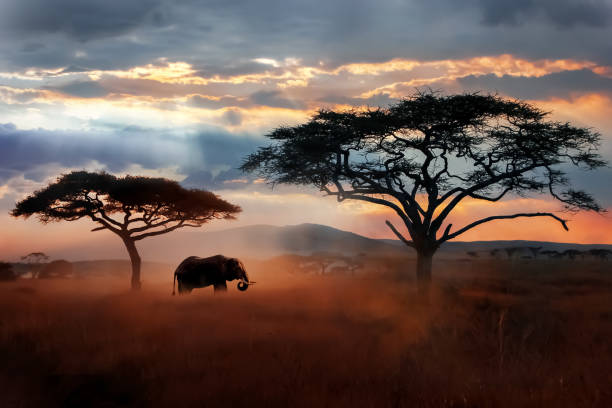 사바나에 있는 야생 아프리카 코끼리. 세 렝 게티 국립 공원 등이 있습니다. 탄자니아의 야생 동물. 아프리카 풍경입니다. - 미모사 나무 뉴스 사진 이미지