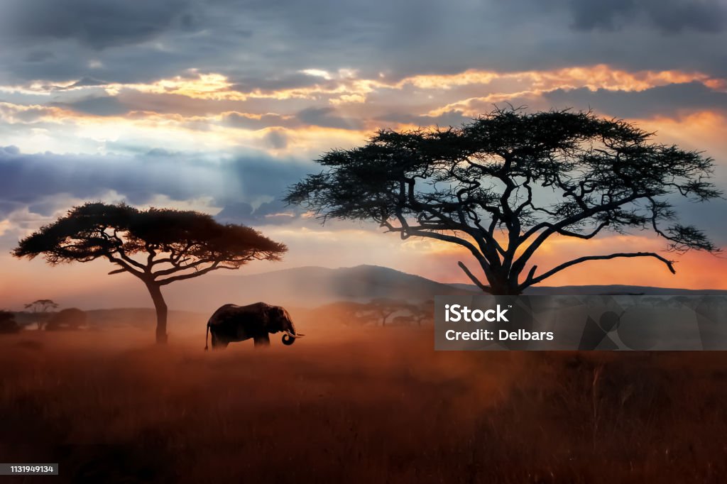 Wild African elephant in the savannah. Serengeti National Park. Wildlife of Tanzania. African landscape. Africa Stock Photo