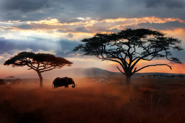 Wild African elephant in the savannah. Serengeti National Park. Wildlife of Tanzania. African landscape. Wild African elephant in the savannah. Serengeti National Park. Wildlife of Tanzania. African landscape. safari stock pictures, royalty-free photos & images