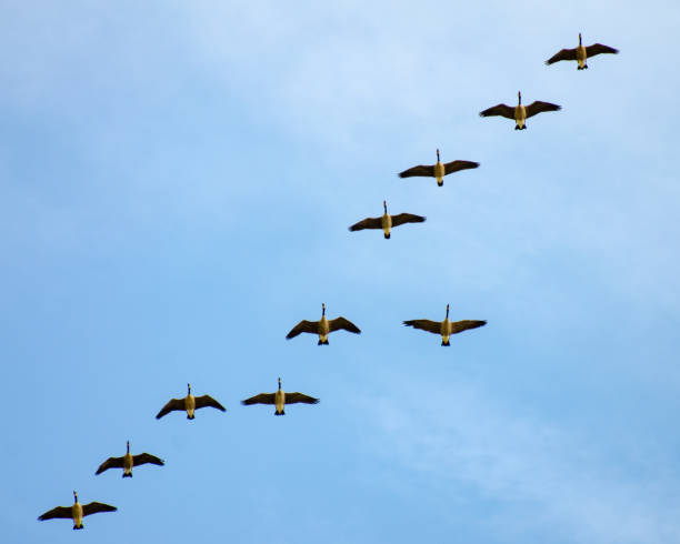 formação migratória dos gansos de canadá - spring migration - fotografias e filmes do acervo