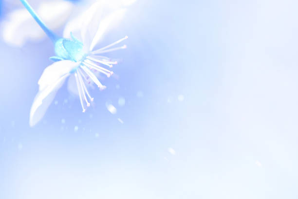 Natural spring background.  White cherry flowers on a blue background. Free copy  space. Artistic spring summer image.