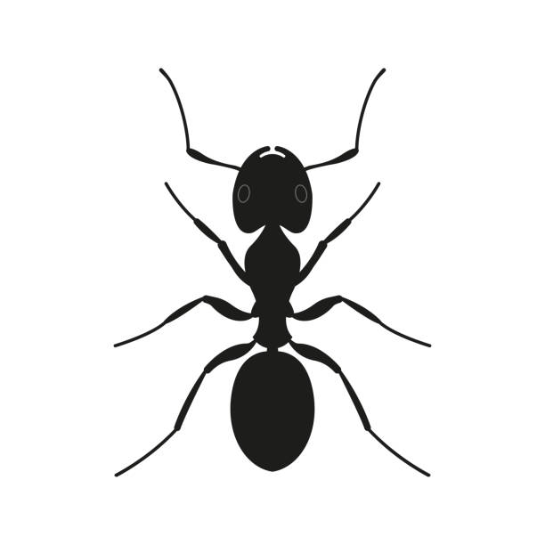 ant アイコン。蟻の黒いシルエット。昆虫のロゴ。ベ��クターイラスト。 - アリ点のイラスト素材／クリップアート素材／マンガ素材／アイコン素材