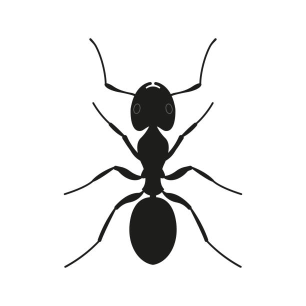 Ant icon. Black Silhouette of an ant. Insect logo. Vector illustration. Ant icon. Black Silhouette of an ant. Insect logo. Vector illustration. ants teamwork stock illustrations