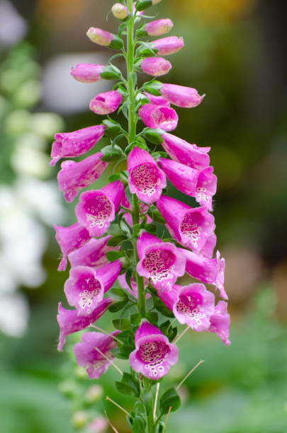 istock Pink and white foxglove flowers 1131952931