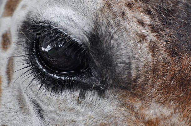 Girafe yeux - Photo