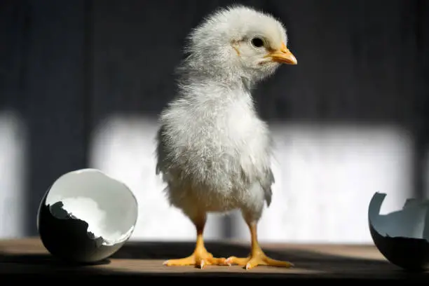 Photo of Little baby chicken