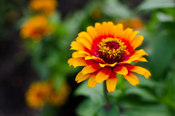 beautiful vibrant Red orange and yellow zinnias in full bloom at the English Garden at Assiniboine Park, Winnipeg, Manitoba