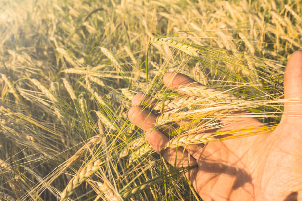 istock grain in hand with a ladybug on the road 1131955501