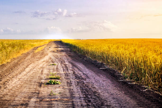 istock grain in hand with a ladybug on the road 1131955506