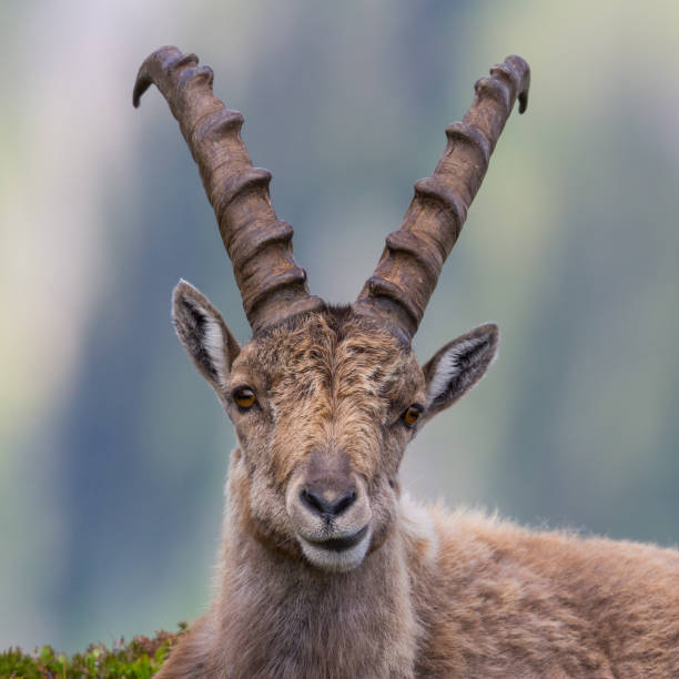 istock front view portrait male capricorn ibex lying, looking 1131955602