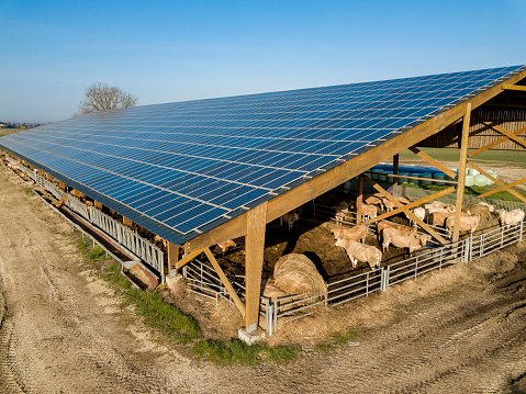 Aerial view, A modern farm and cow with solar panels on the roof, Gironde, France