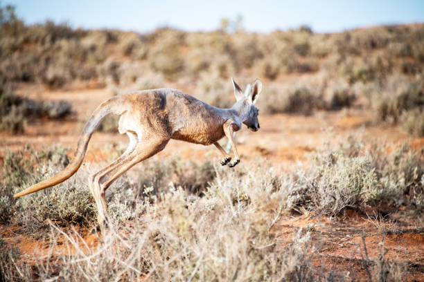 istock Underfed kangaroo hops along in barren bushland during drought. 1131959435
