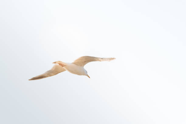 istock Seagull flying against sky with copy space 1131959674