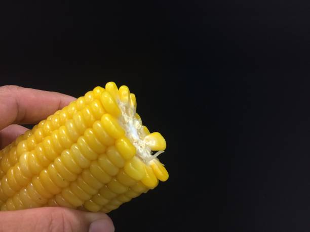 istock ears of sweet corn on black background 1131959773