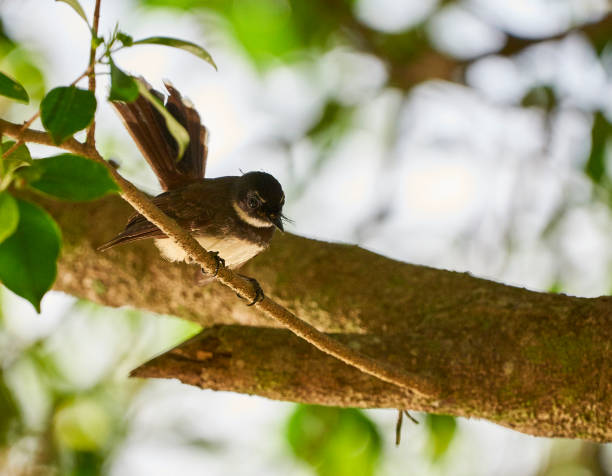 istock White-throated Fantail 1131960013