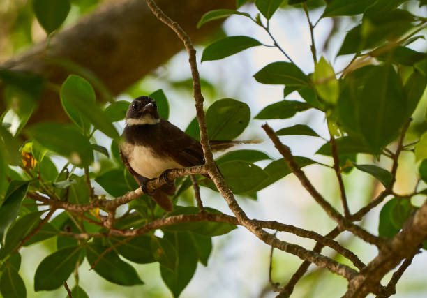 istock White-throated Fantail 1131960017