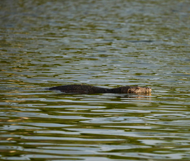 istock Asian Water Monitor 1131960041