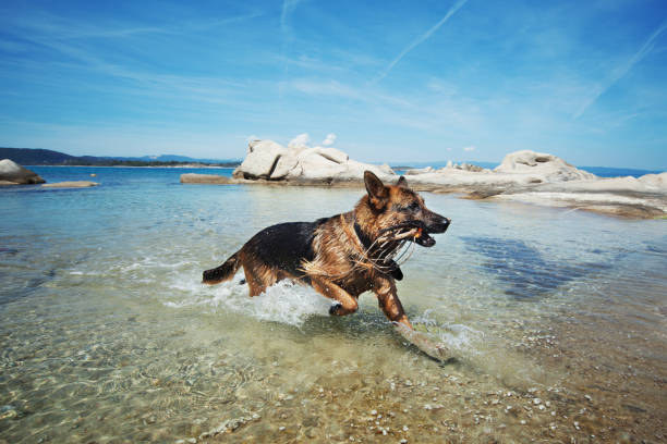 German Shepherd mid-air, leaping dramatically into the river with a red harness, showcasing energy and joy in nature. Dog enjoys swimming in a mountain river. Portrait of a pet on the side in motion
