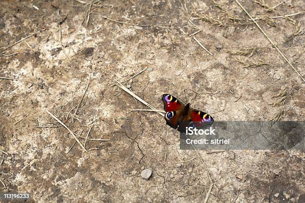 Motyl Na Ziemi - zdjęcia stockowe i więcej obrazów Bez ludzi - Bez ludzi, Fotografika, Horyzontalny