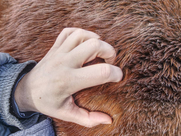 istock Farmer hand on horse body, close up. 1131962780