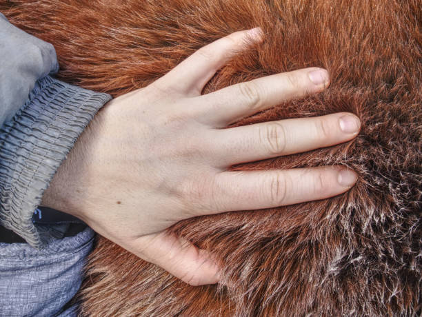 istock Hand in horse thick warm leather, winter fur 1131962820