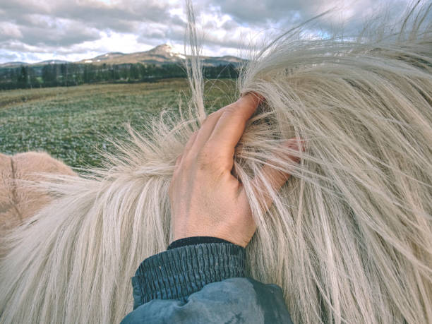 istock Farmer hand on horse body, close up. 1131962888