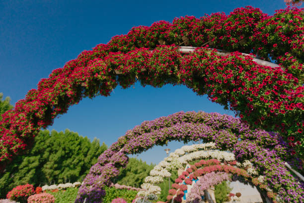 istock flower bed with colorful flowers - Image 1131964045
