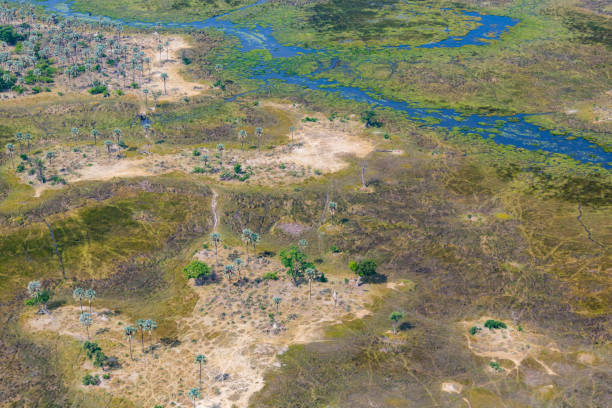 istock aerial view Okavango Delta swamp, grassland, trees, pathways 1131964116