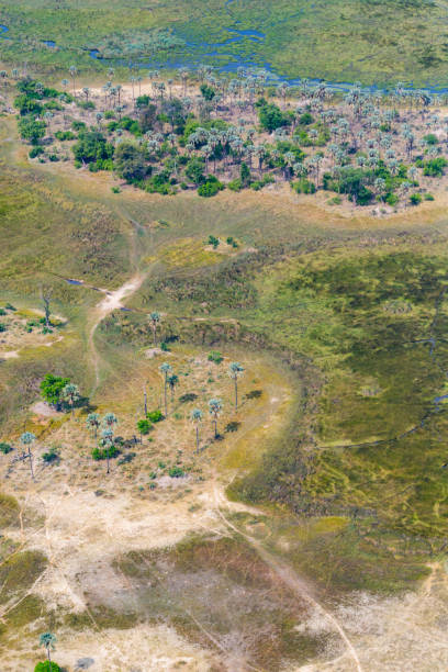istock aerial view Okavango Delta grassland, trees, animal traces 1131964219